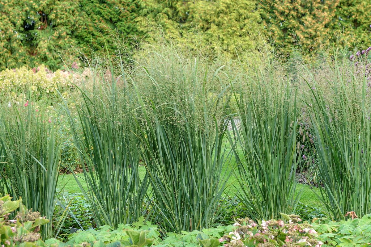 Ruten-Hirse Prairie Sky