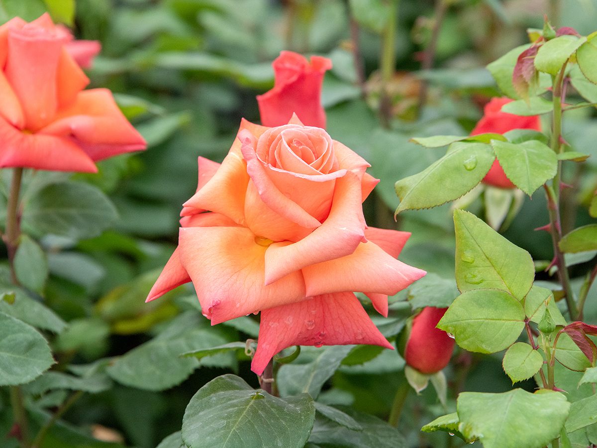 Christoph Colomb® Edelrose (Teehybride, anspruchslos)