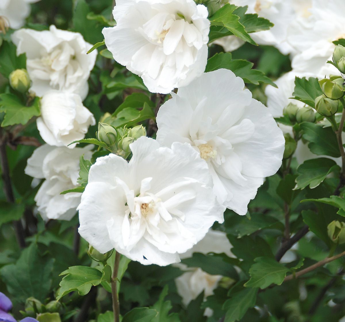 Hibiskus White Chiffon® Hibiskus White Chiffon®