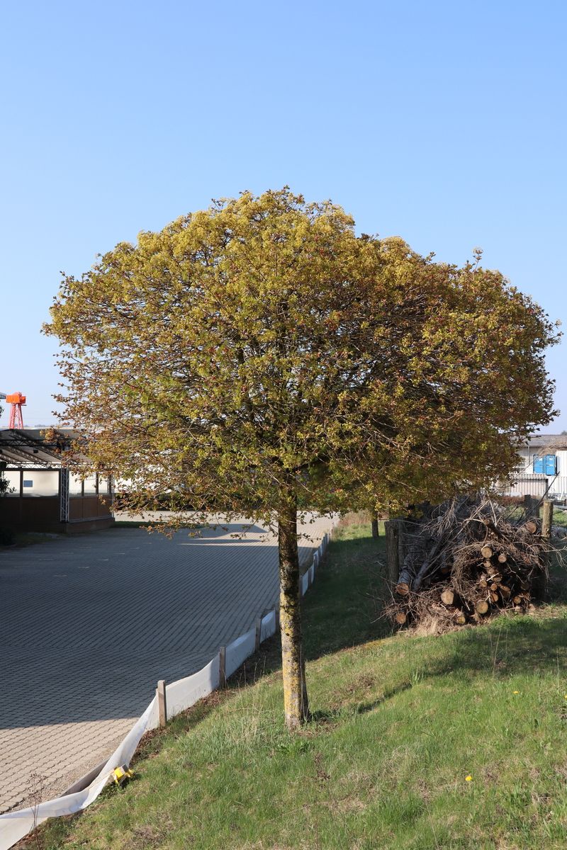 Kugelahorn Globosum