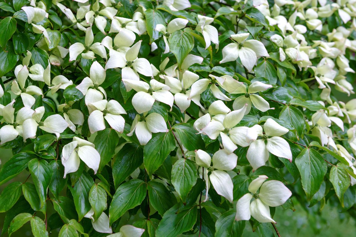 Japanischer Blumenhartriegel Japanischer Blumenhartriegel