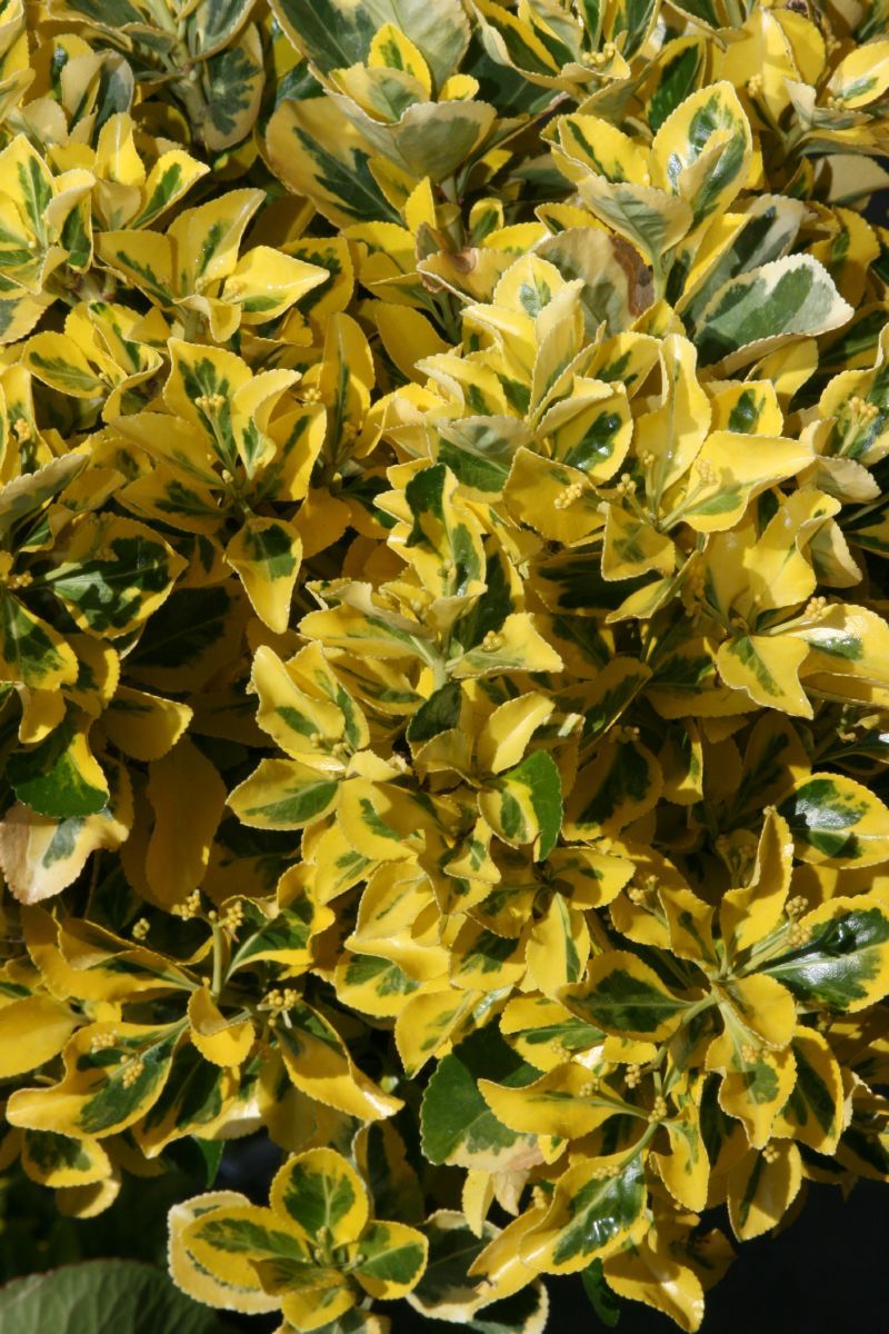 Japanischer Spindelstrauch Ovatus Aureus