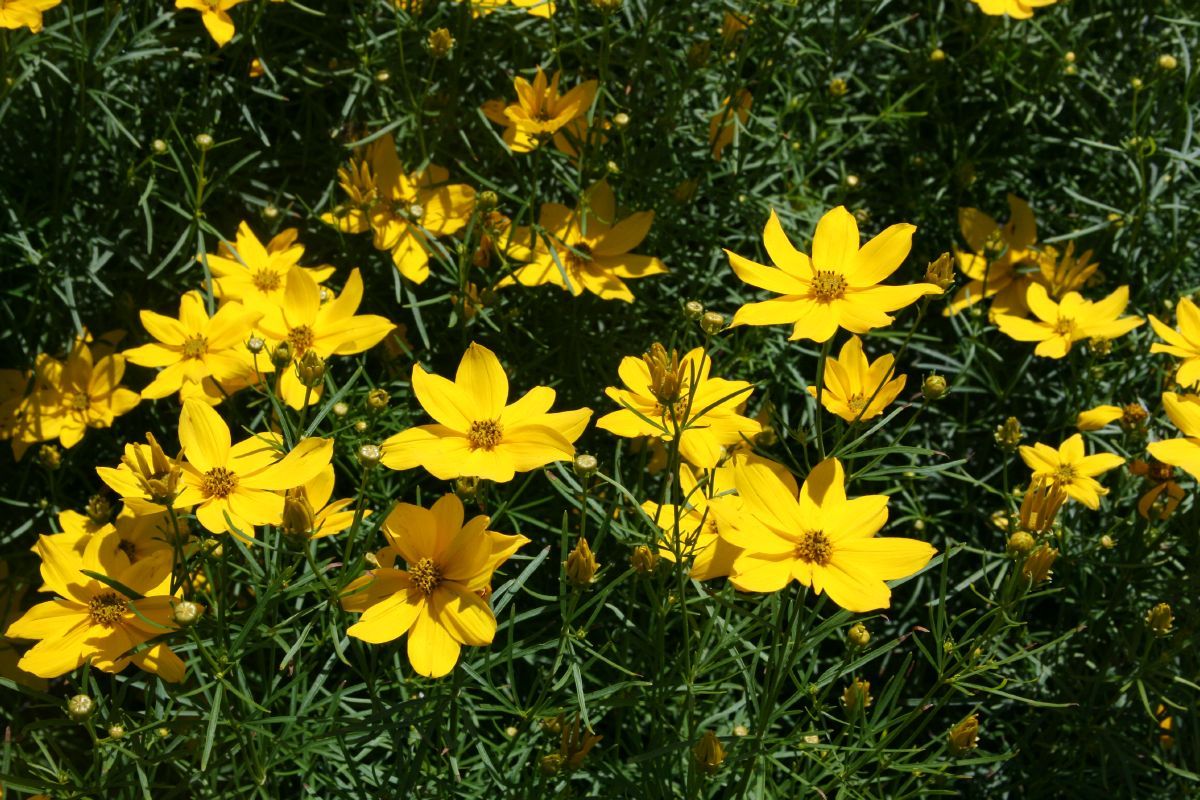 Mädchenauge Grandiflora Mädchenauge Grandiflora