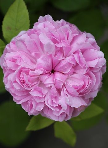 Jacques Cartier Strauchrose/Historische Rose (anspruchslos, sehr starker Duft) Jacques Cartier Strauchrose/Historische Rose (anspruchslos, sehr starker Duft)