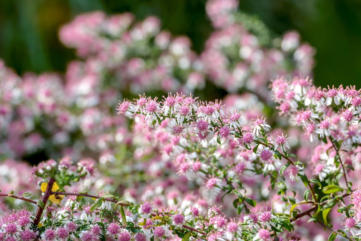 Aster Horizontalis