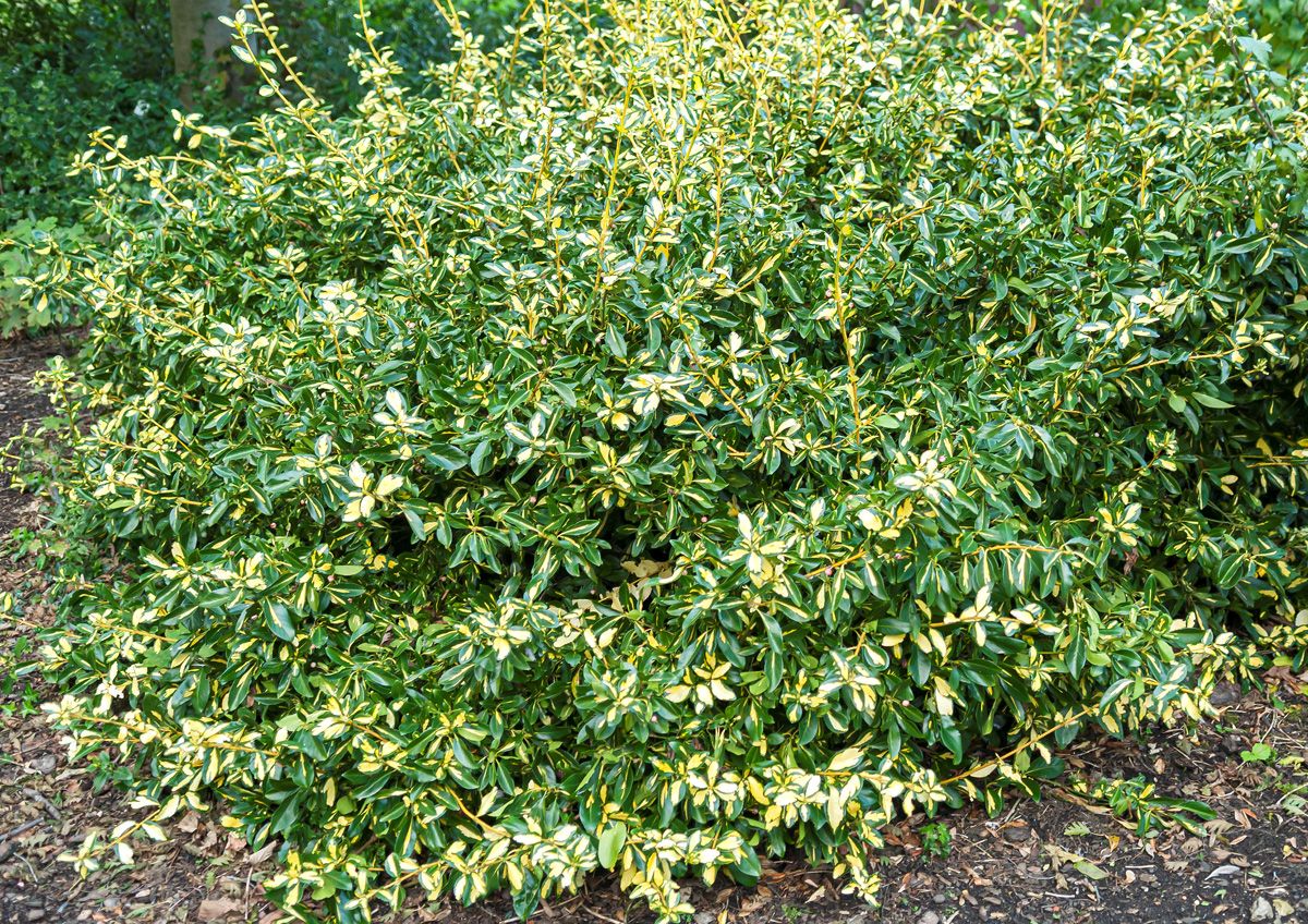 Kriechspindelstrauch Blondy
