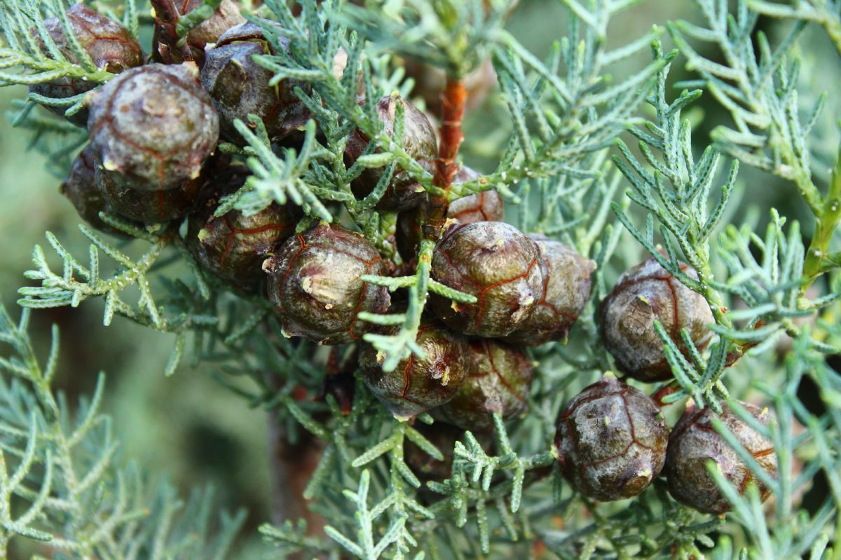 Arizonazypresse Glauca Fastigiata