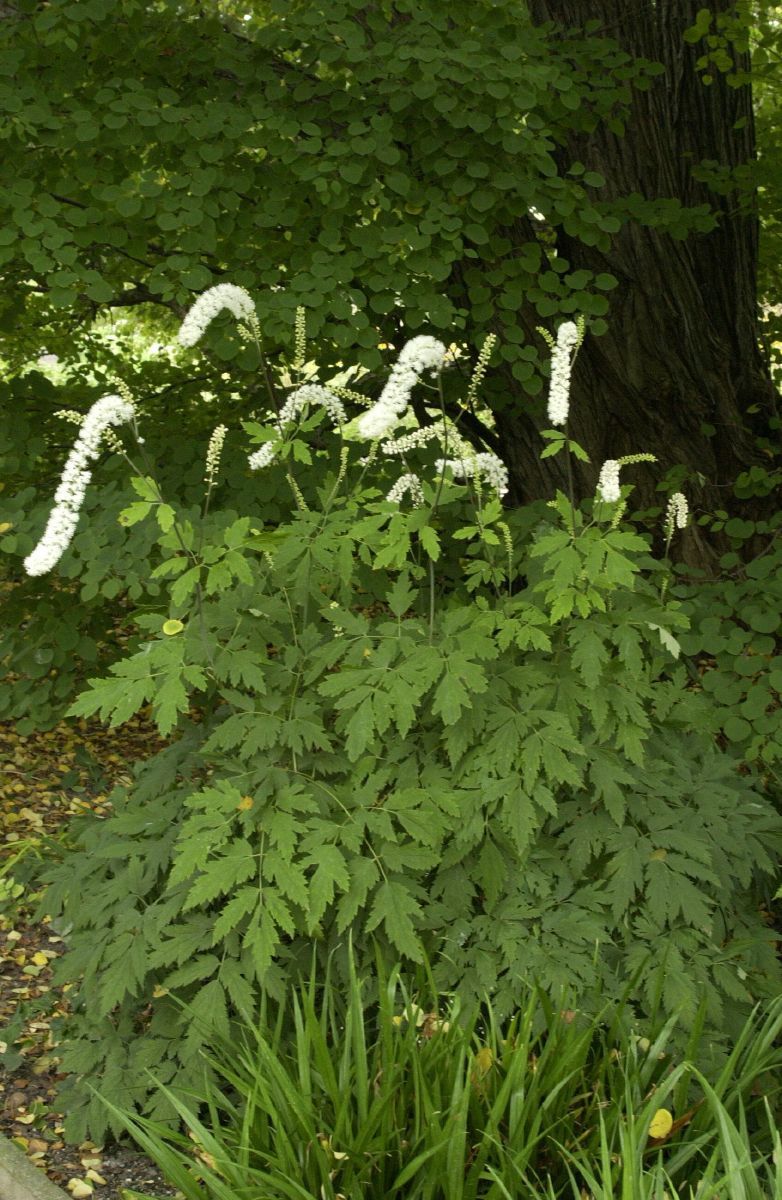 Silberkerze