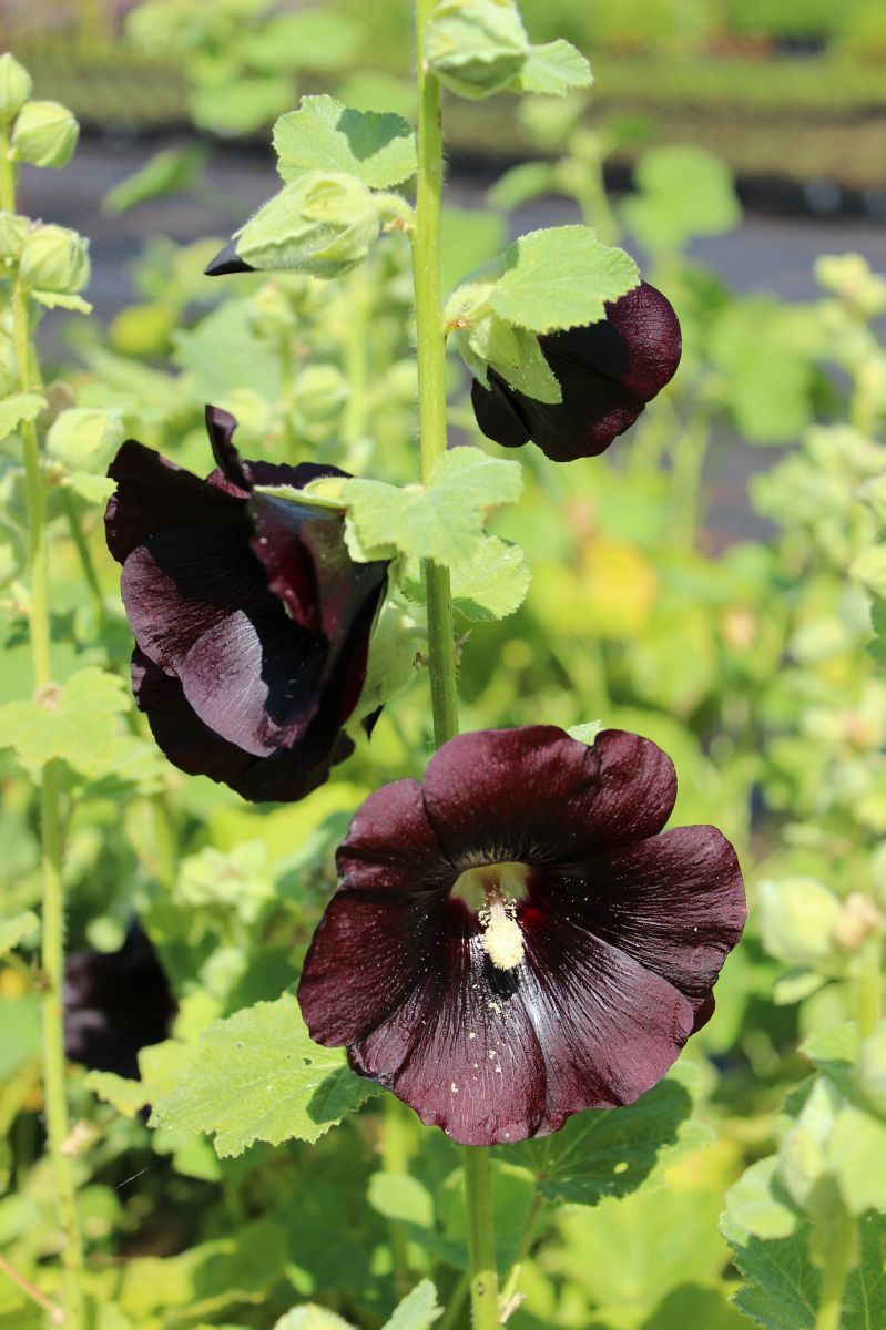 Stockrose Blacknight