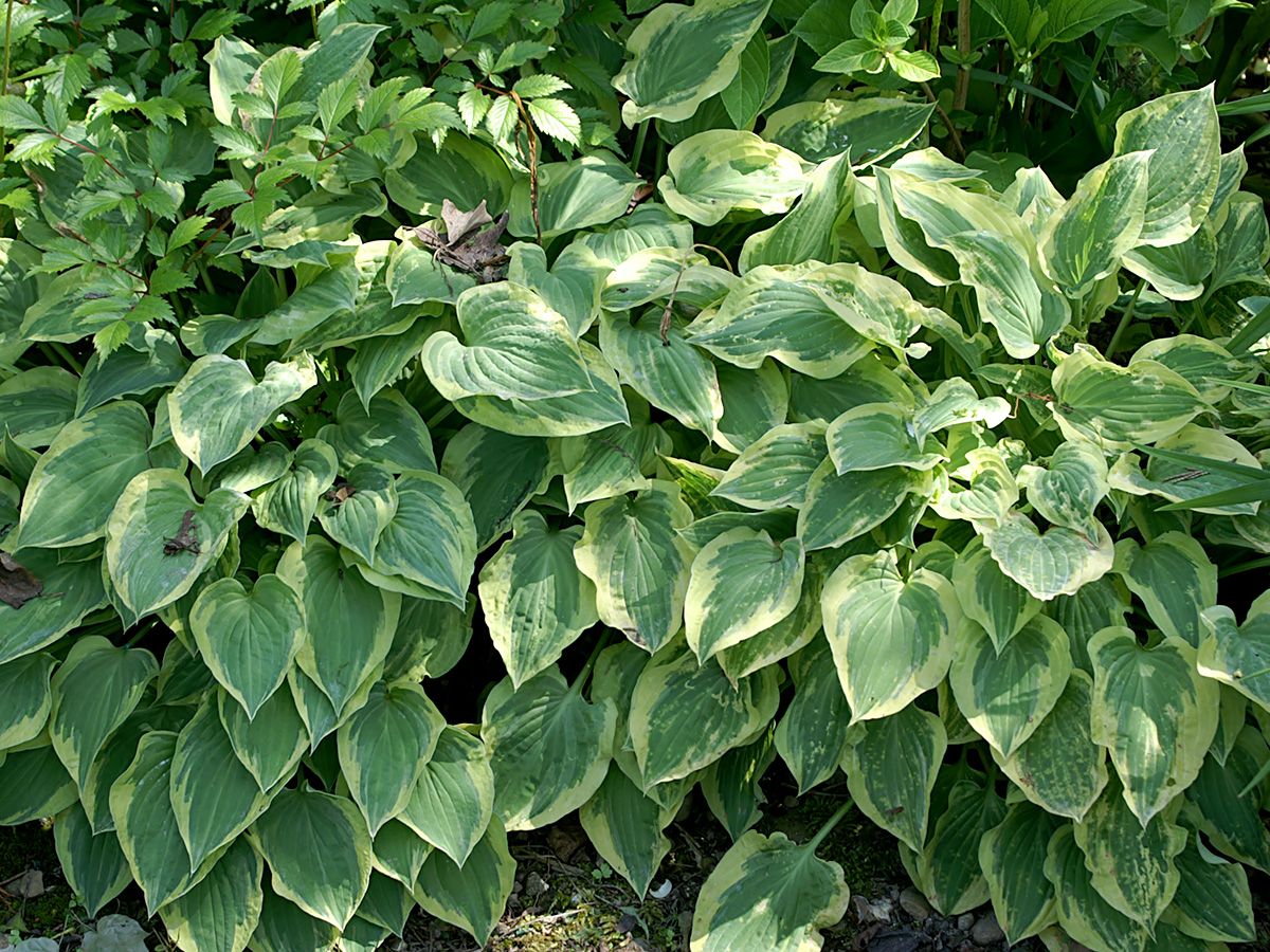 Funkie Golden Tiara Funkie Golden Tiara