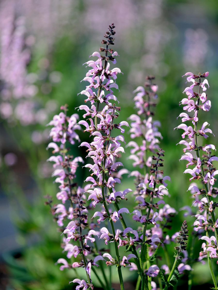 Wiesensalbei Wiesensalbei