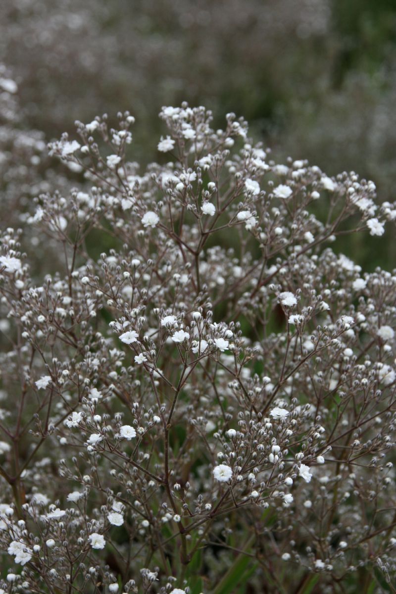 Schleierkraut Summer Sparkles