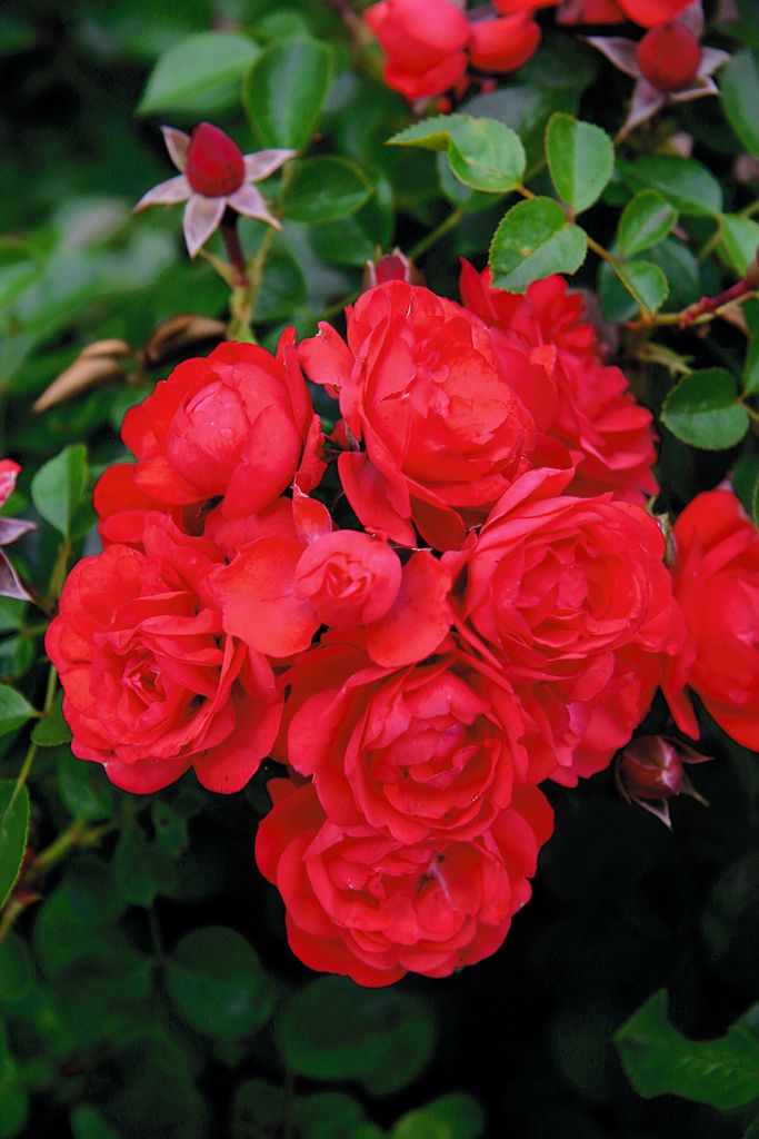 Sorrento® ADR 2006 Boden- und flächendeckende Rose (anspruchslos) Sorrento® ADR 2006 Boden- und flächendeckende Rose (anspruchslos)