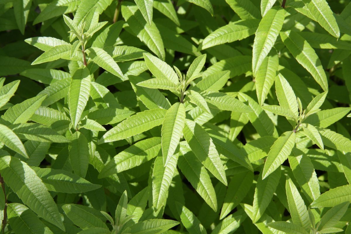 Verveine