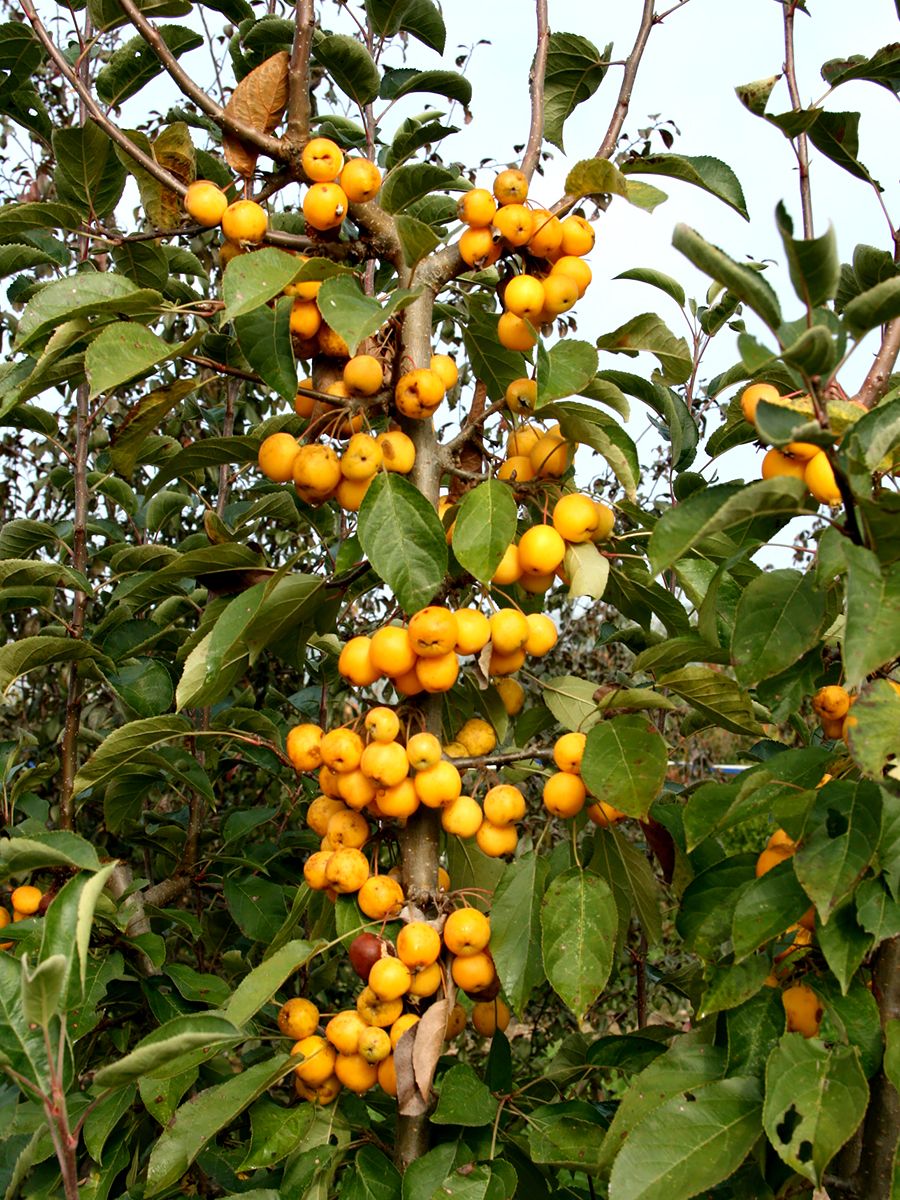 Zierapfel Golden Hornet Zierapfel Golden Hornet