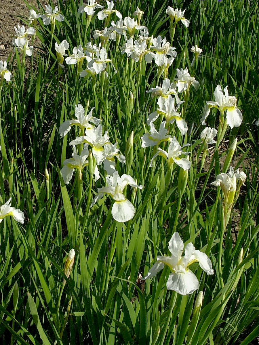 Wiesenschwertlilie, Sibirische Schwertlilie Snow Queen