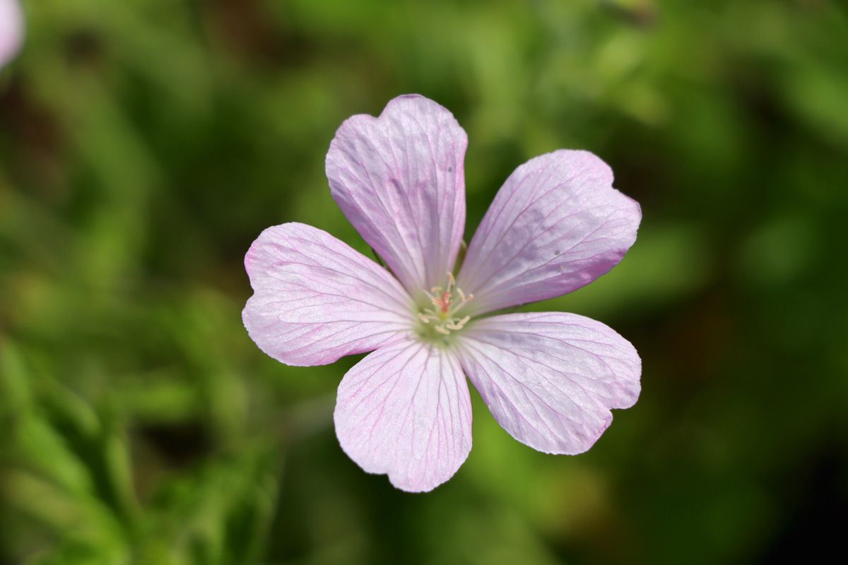 Storchschnabel