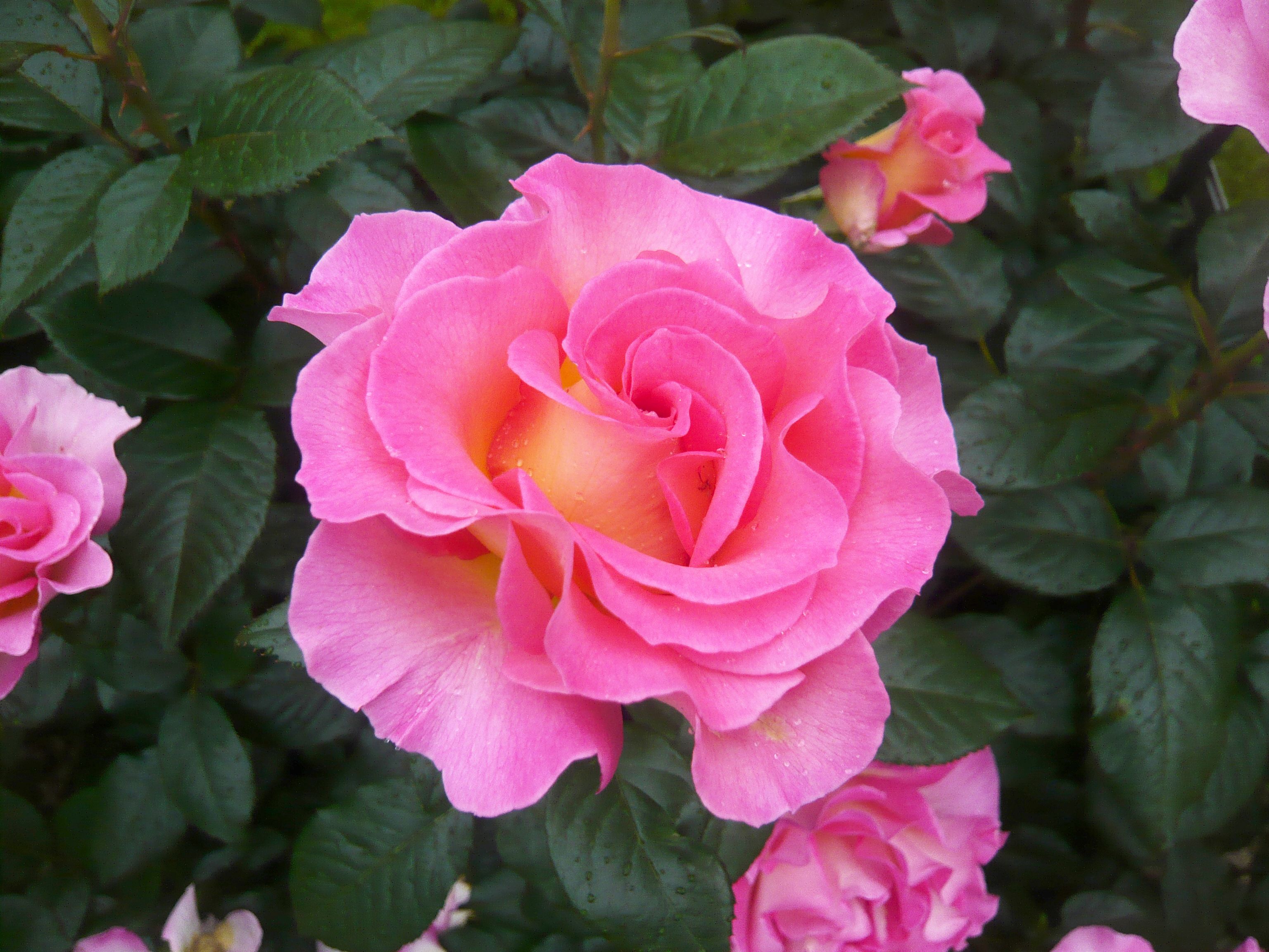 Pink Paradise® Grossblumige Buschrose (Teehybride)