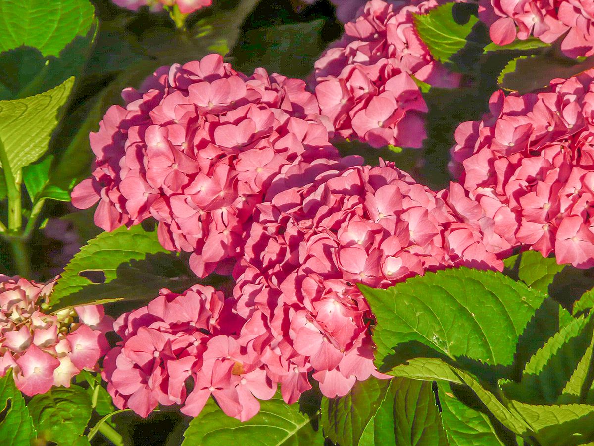 Gartenhortensie, Ballhortensie, Bauernhortensie Merveille Sanguinea