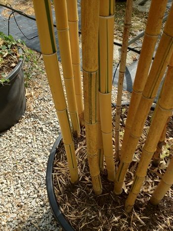 Bambus Spectabilis Bambus Spectabilis