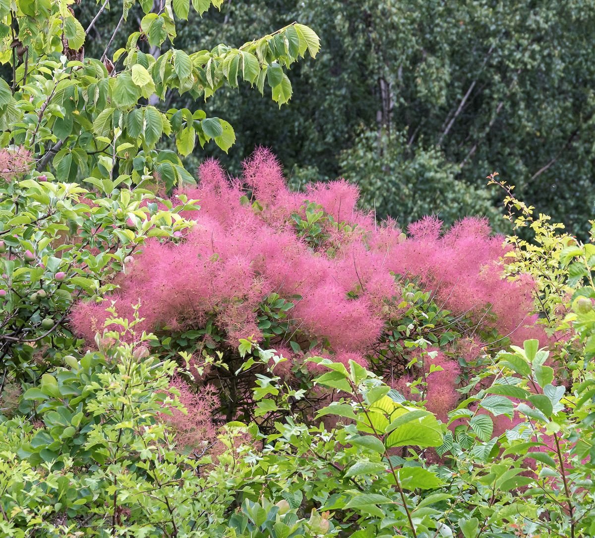 Perückenstrauch Smokey Joe(S) Perückenstrauch Smokey Joe(S)