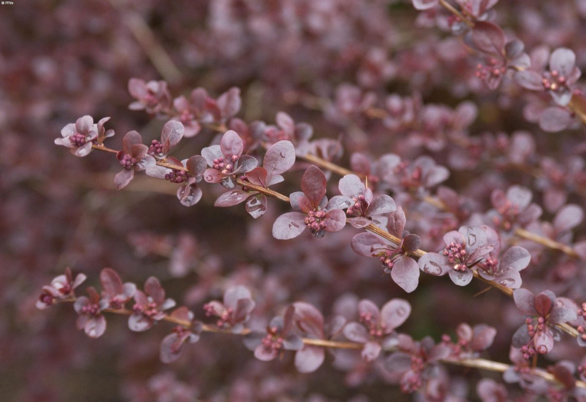 Berberitze Superba Berberitze Superba