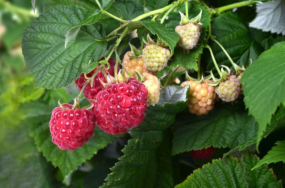 Zwerghimbeere Raspberry Shortcake® Zwerghimbeere Raspberry Shortcake®