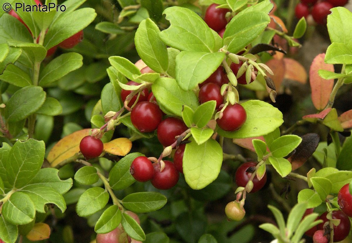Red Pearl Preiselbeere