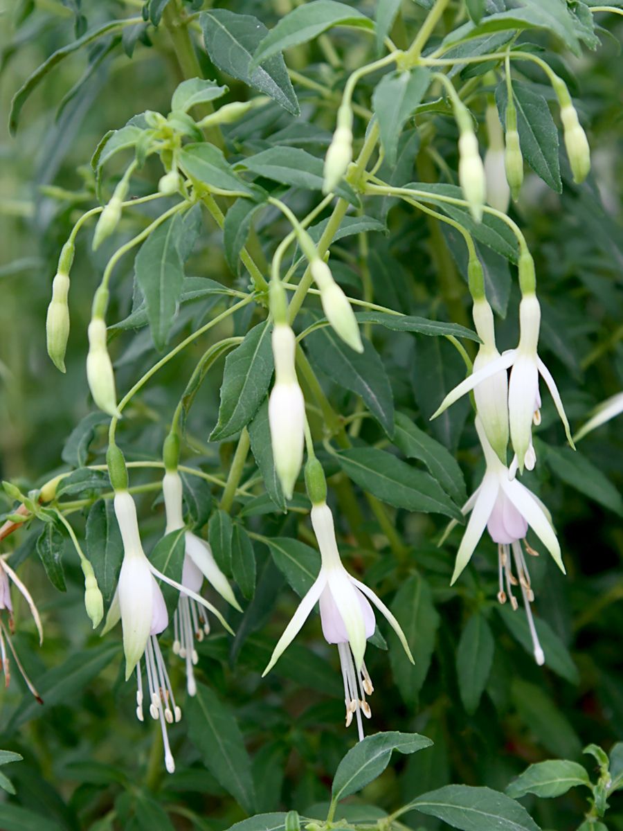 Freiland-Fuchsie Molinae