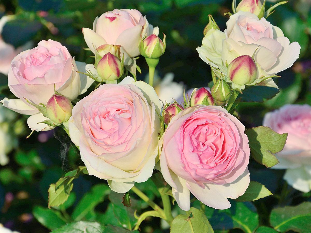 Eden Rose® Kletterrose/ Romantische Rose (anspruchslos, leichter Duft)