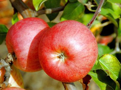 Berlepsch (rot) Apfel