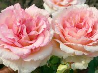 Souvenir de Baden-Baden® ADR 2010 Romantische Rose (anspruchslos, sehr starker Duft)
