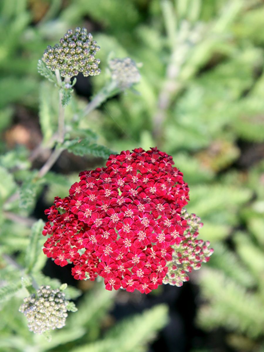 Heimische Schafgarbe Red Velvet