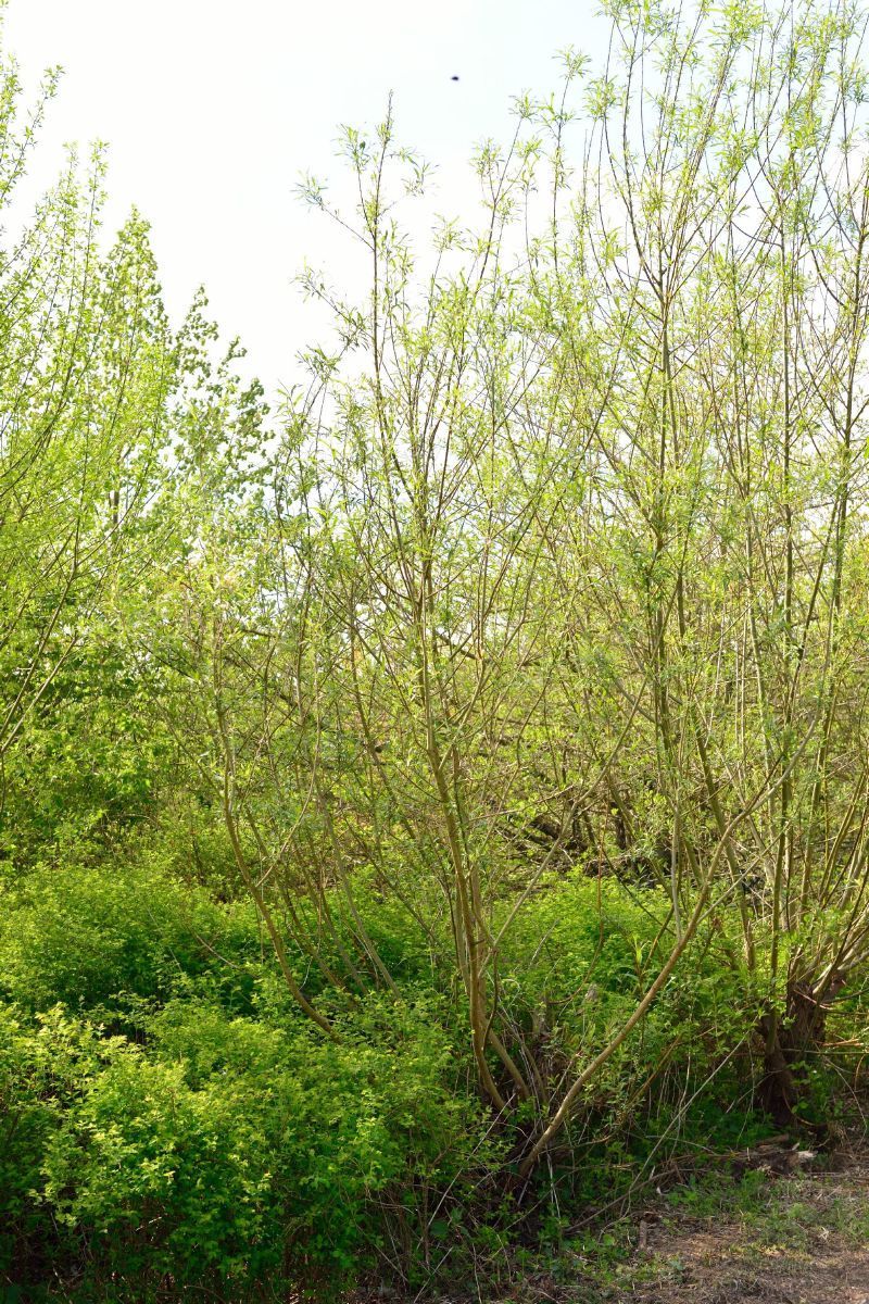 Korbweide, Salix viminalis | Hauenstein AG