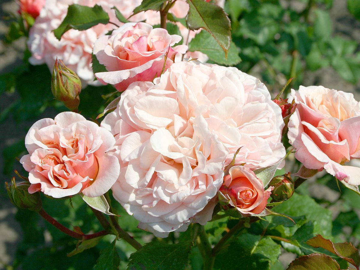 Eifelzauber® Romantische Rose (anspruchslos, leichter Duft)