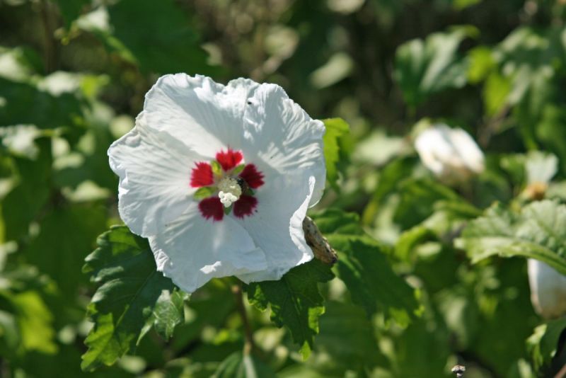 Hibiskus Red Heart