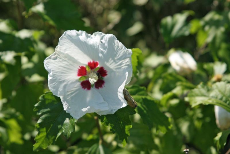 Hibiskus Red Heart, Hibiscus syriacus Red Heart | Hauenstein AG