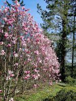 Magnolie Galaxy Magnolie Galaxy