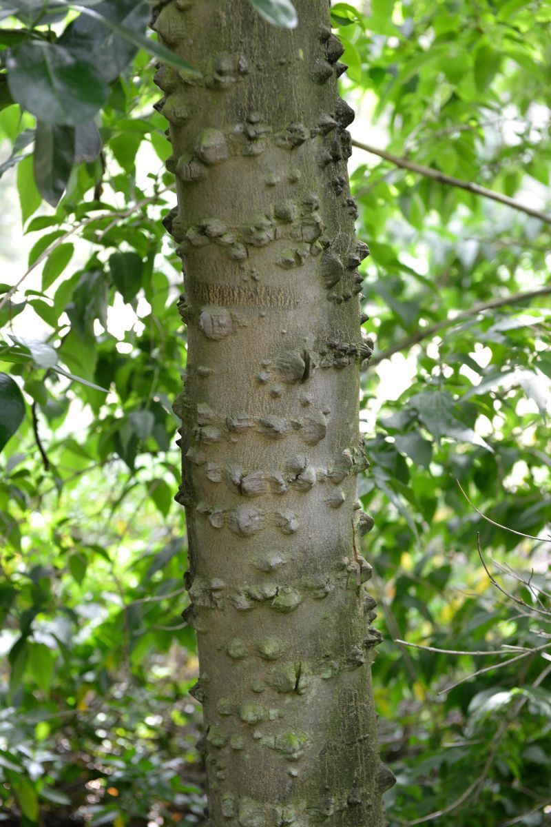 Täuschendes Gelbholz Täuschendes Gelbholz