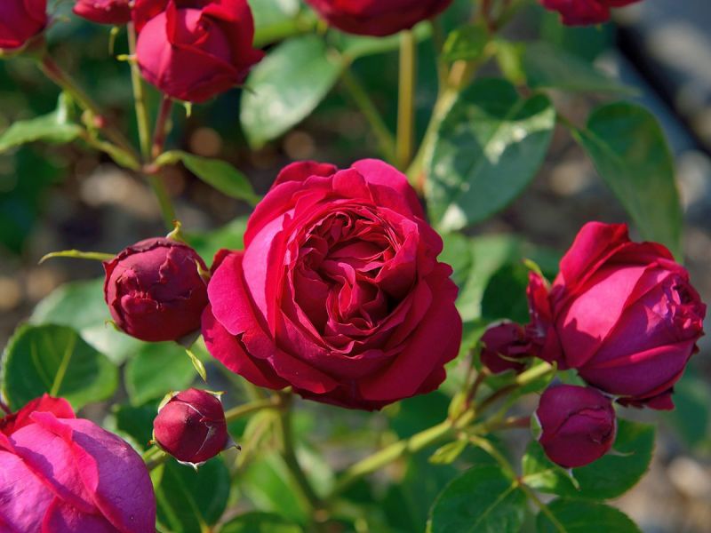 Red Eden Rose® Kletterrose (anspruchslos, starker Duft)