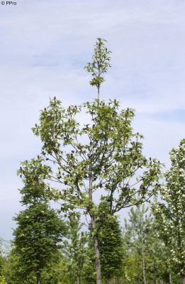 Amberbaum Stella, Liquidambar styraciflua Stella Hauenstein AG