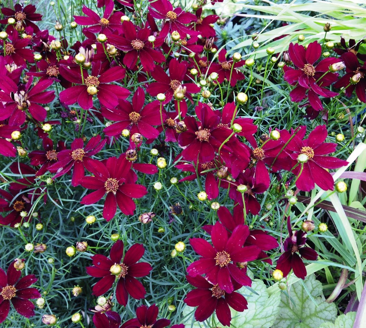Mädchenauge Satin, Coreopsis Red Satin Hauenstein AG
