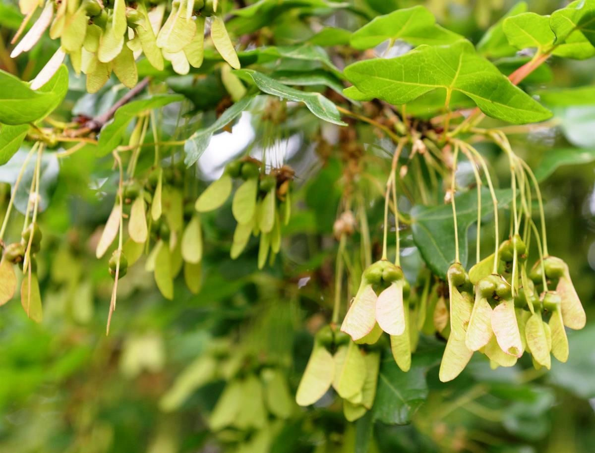 Französischer Ahorn, Acer monspessulanum | Hauenstein AG