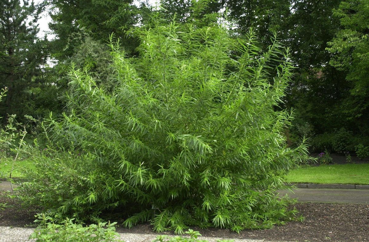 Korbweide, Salix viminalis | Hauenstein AG