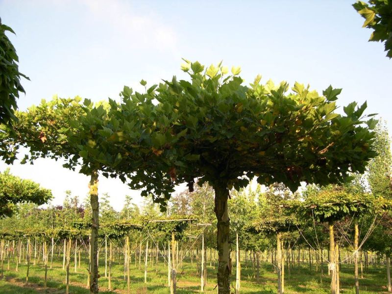 Dachplatane, Platanus hispanica Dachform Hauenstein AG