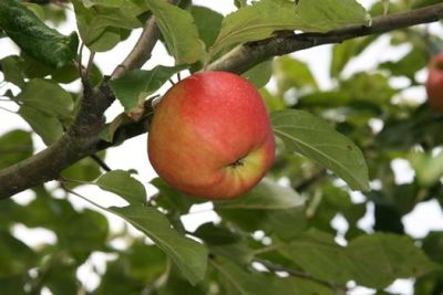 Danziger Kantapfel Apfel (anspruchslos)