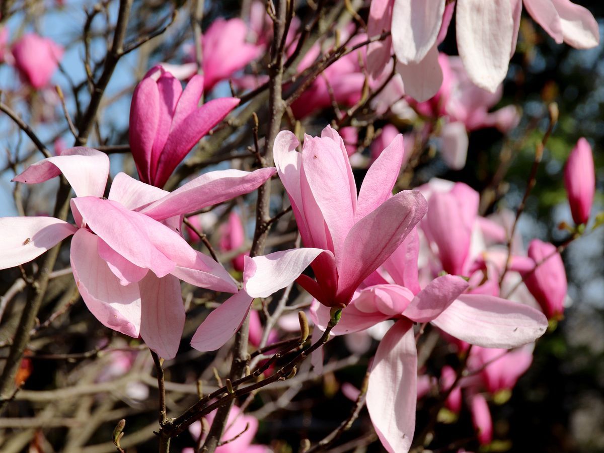 Magnolie Galaxy Magnolie Galaxy