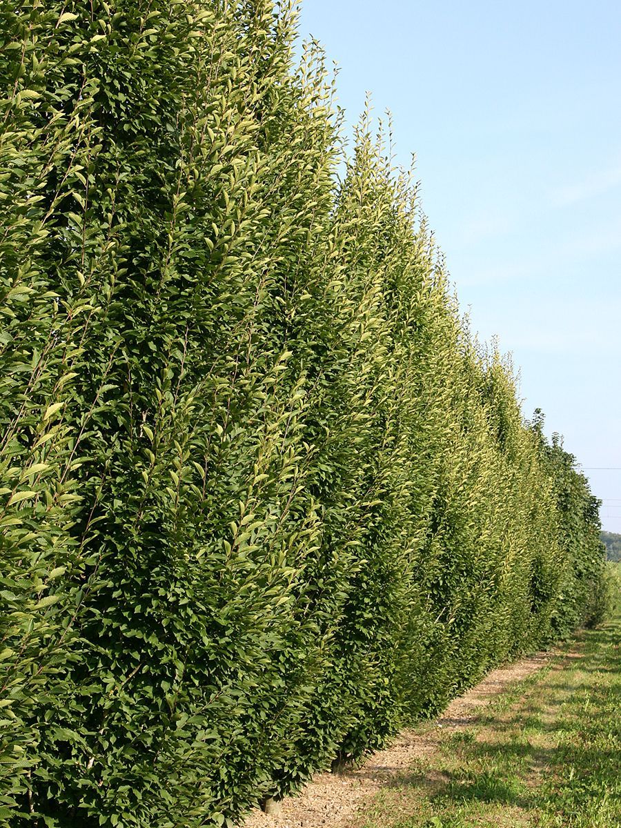 s-ulenhainbuche-fastigiata-carpinus-betulus-fastigiata-hauenstein-ag