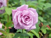 Charles de Gaulle® Edelrose (Teehybride, sehr starker Duft)