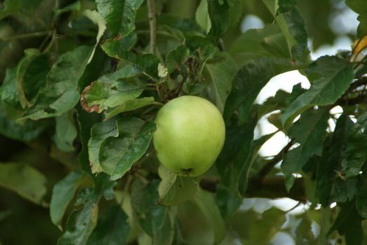 Rafzer Weissapfel Apfel